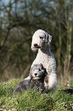 BEDLINGTON TERRIER 240